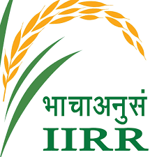 Indian Institute of Rice Research logo