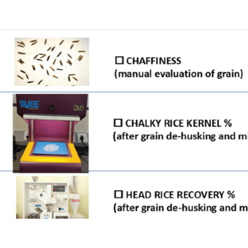 Utilizing X-ray radiography for non-destructive assessment of paddy rice grain quality traits