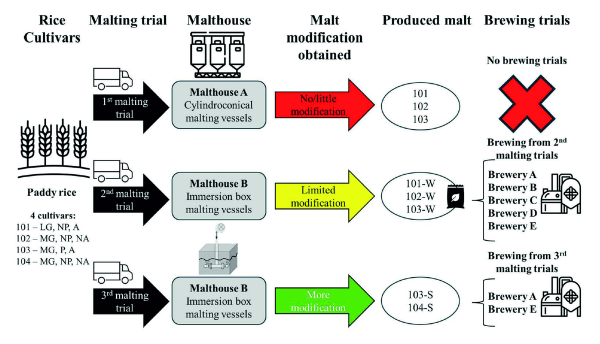 Identifying and overcoming challenges in scaling up malted rice for commercial malting and brewing