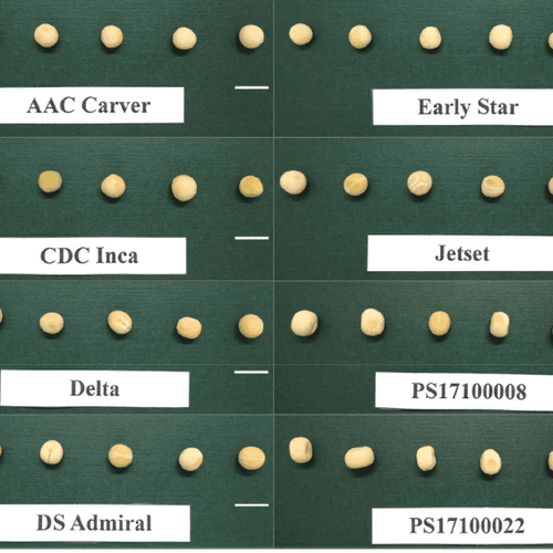 Influence of genotype and environment on field pea composition and milling traits