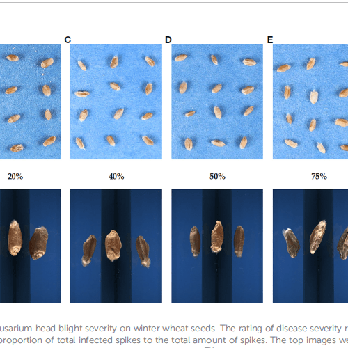 Phenotyping Fusarium head blight through seed morphology characteristics using RGB imaging