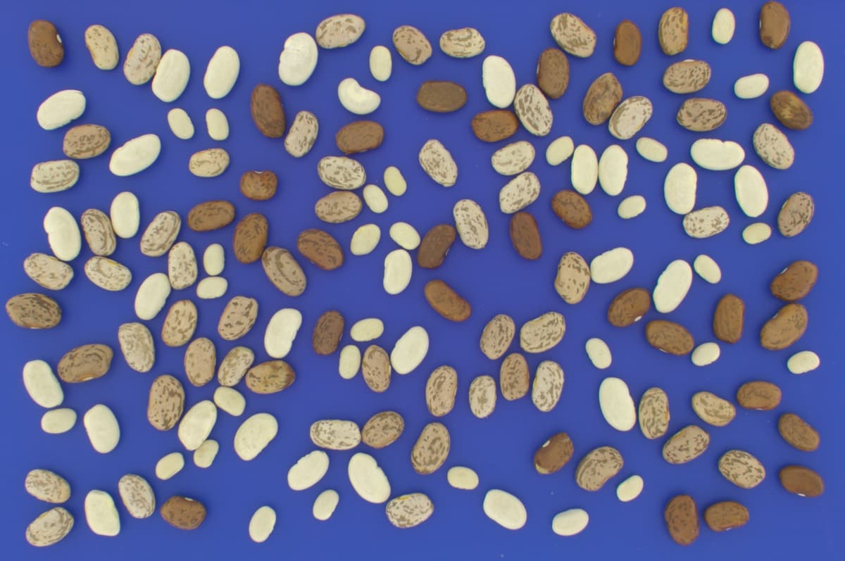 Beans Grading and Quality Analysis