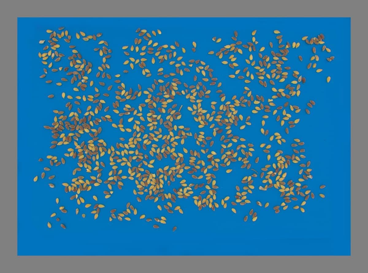 Flax Seeds Purity and Analysis