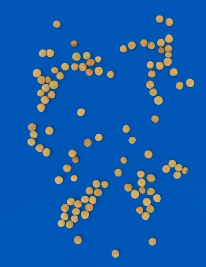 Green Lentils Grading and Quality Analysis preview