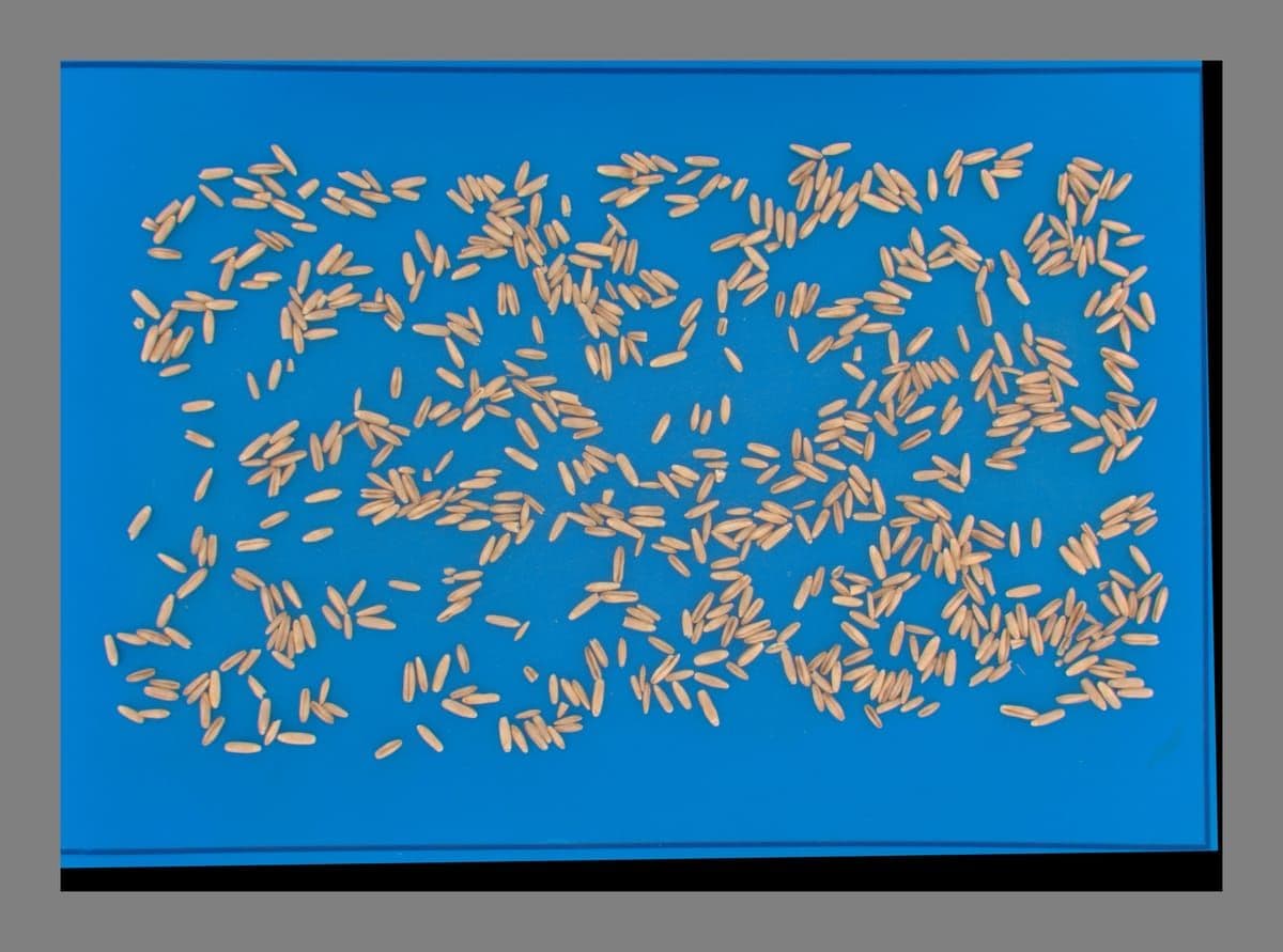 Oats Groats: De-hulled Grain Quality Analysis preview