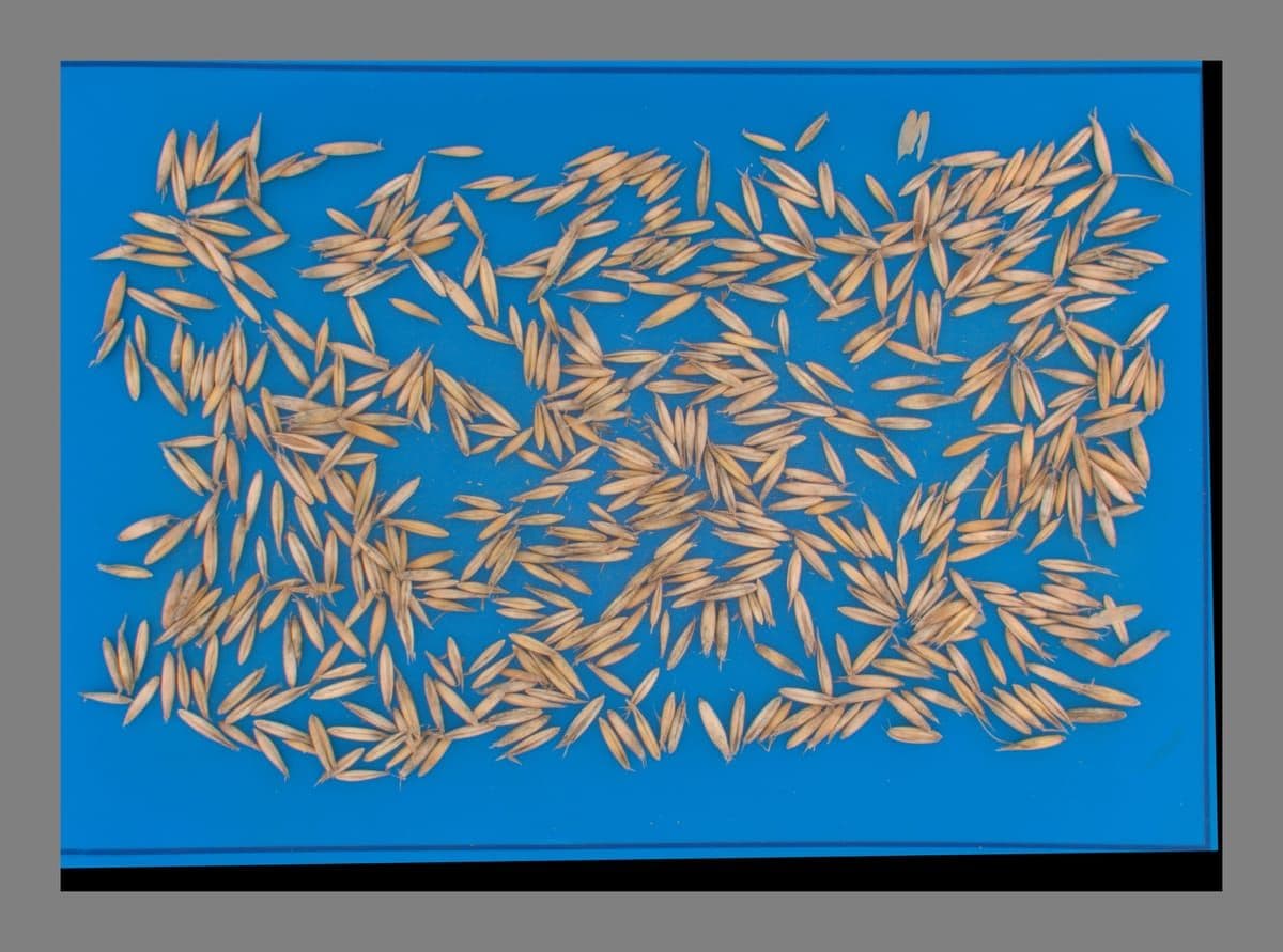 Oat Analysis Using QM3i Analyzer preview