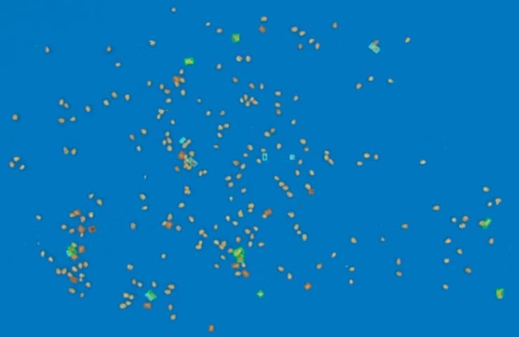 Potato Seeds Phenotyping and Grading preview