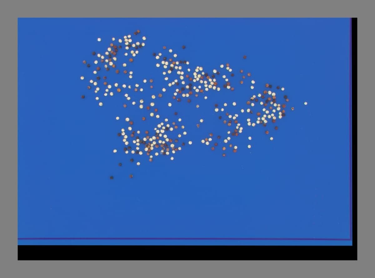 Quinoa Purity and Quality Analysis preview