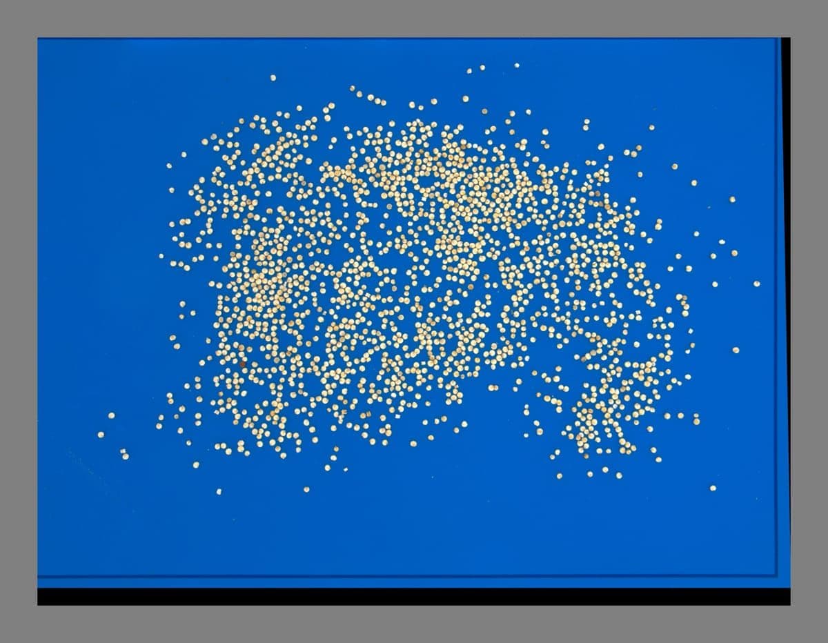 Quinoa Phenotyping and Seed Grading preview