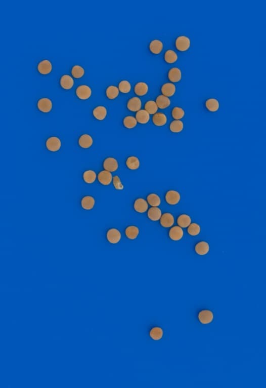Orange/Red Lentils Purity and De-hulling Analysis preview