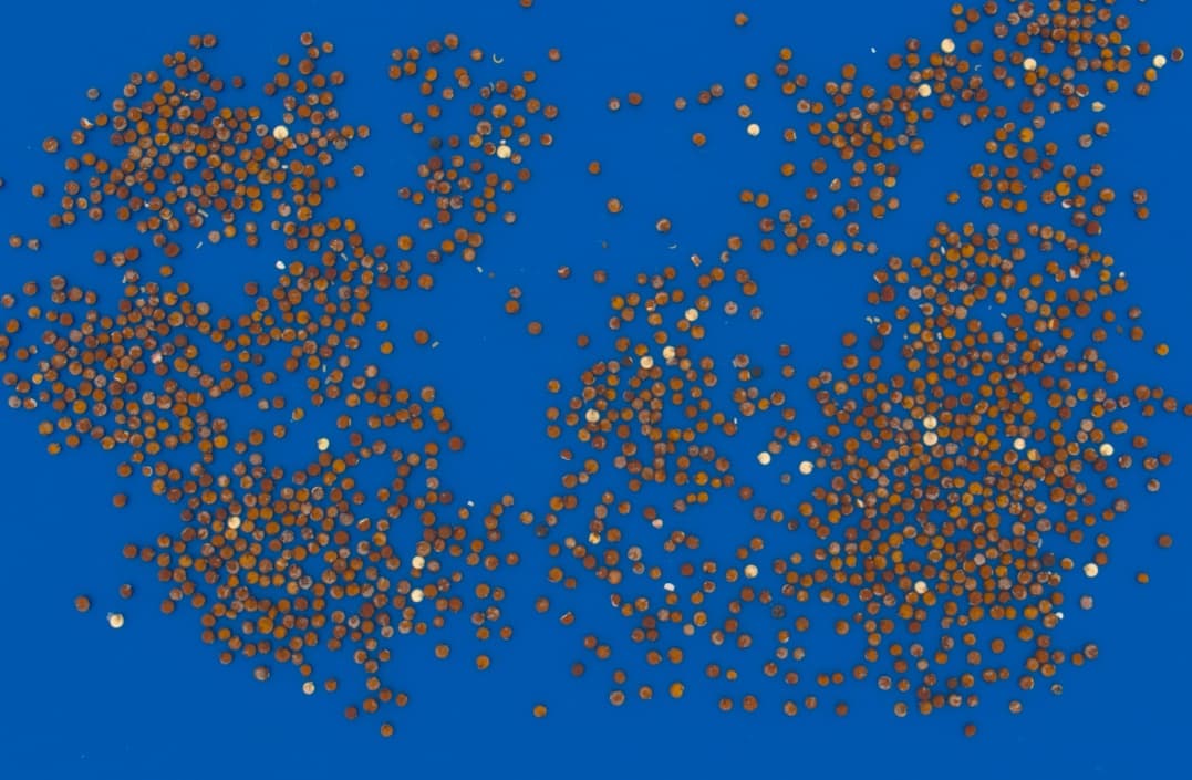 Red Quinoa Purity and Color Uniformity preview