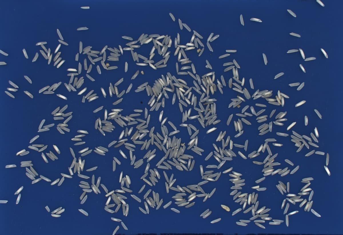 Basmati Rice Classification and Premium Grading preview