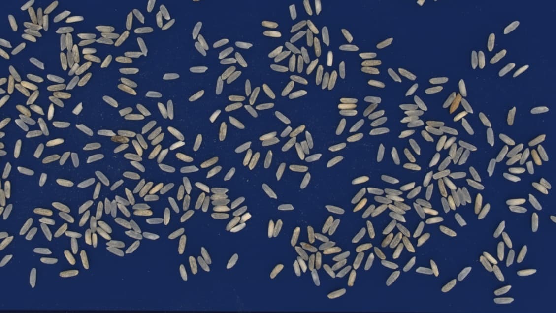 Milled Long Grain Rice Analysis