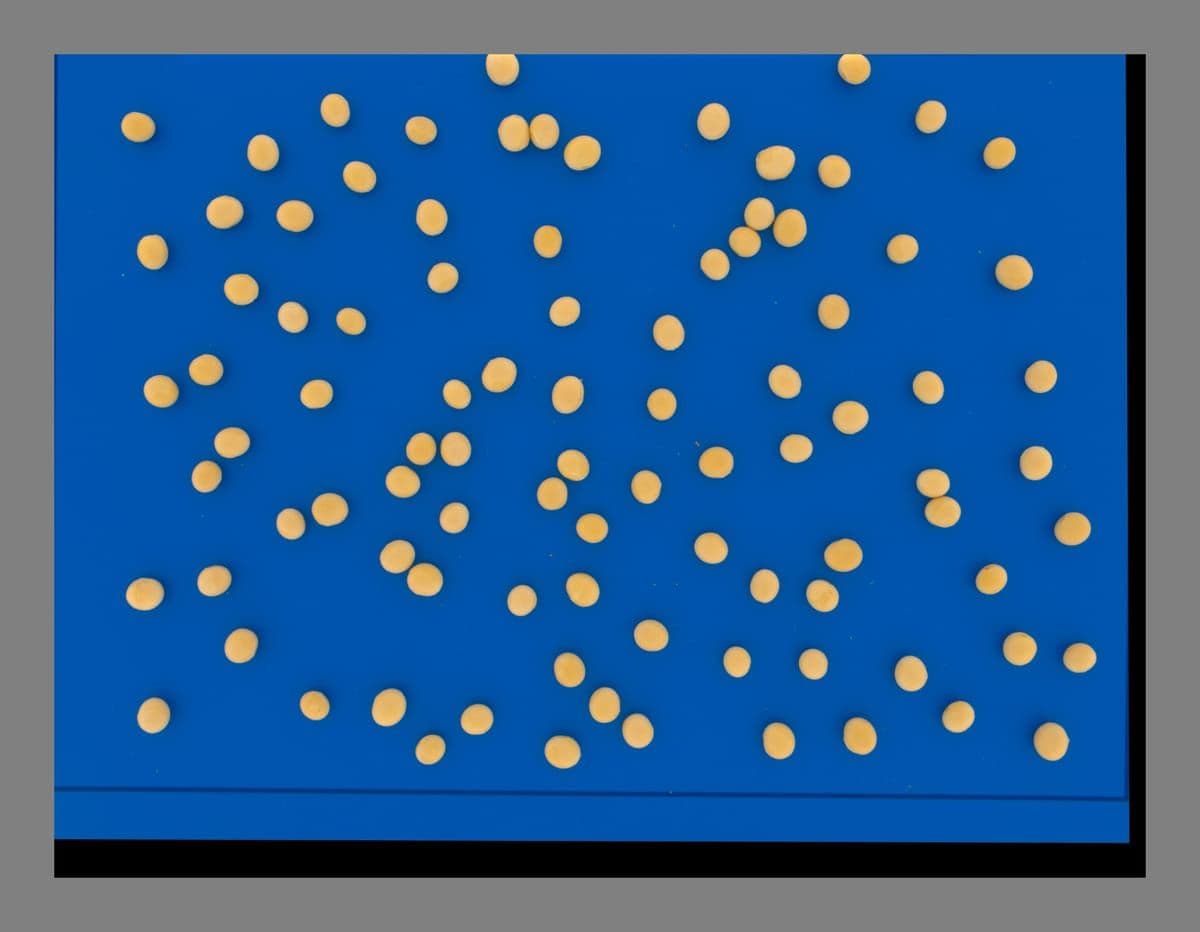 Soy Phenotyping and Grading Using QM3i Analyzer preview