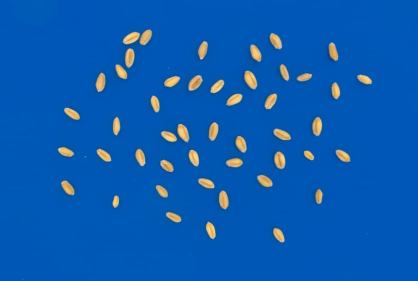 Wheat Crease Detection preview