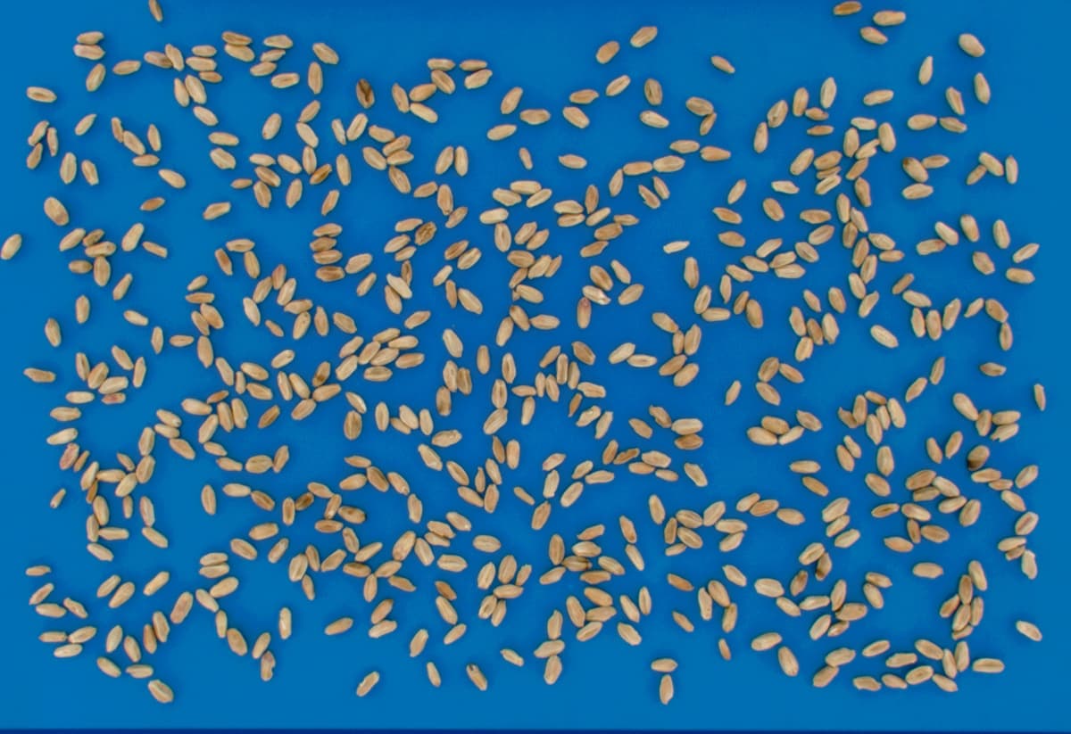 Wheat FDK Detection: Fusarium-Damaged Kernel Analysis preview