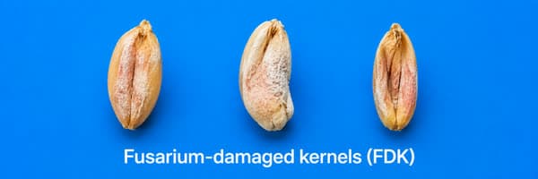 Tres granos de trigo encogidos y de color blanco yesoso que muestran daño por fusariosis de la espiga
