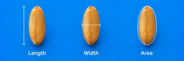 Un grano de trigo con guías de medición de longitud, anchura y área superpuestas