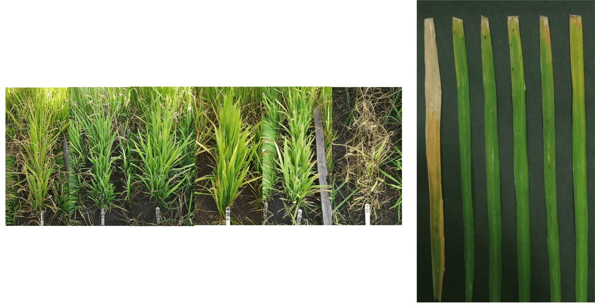 Marker-assisted forward breeding to develop a drought-, bacterial-leaf-blight-, and blast-resistant rice cultivar