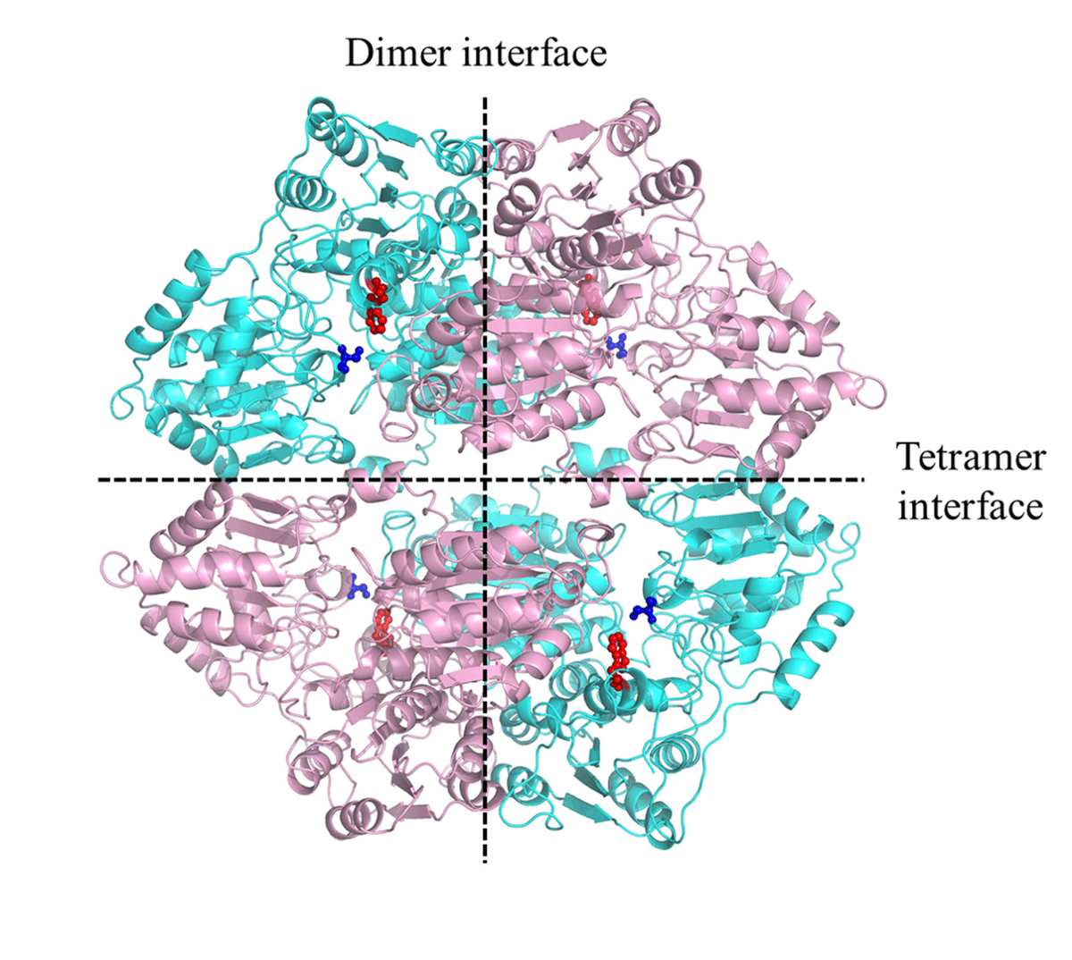 Engineering Herbicide-Tolerance Rice Expressing an Acetohydroxyacid Synthase with a Single Amino Acid Deletion