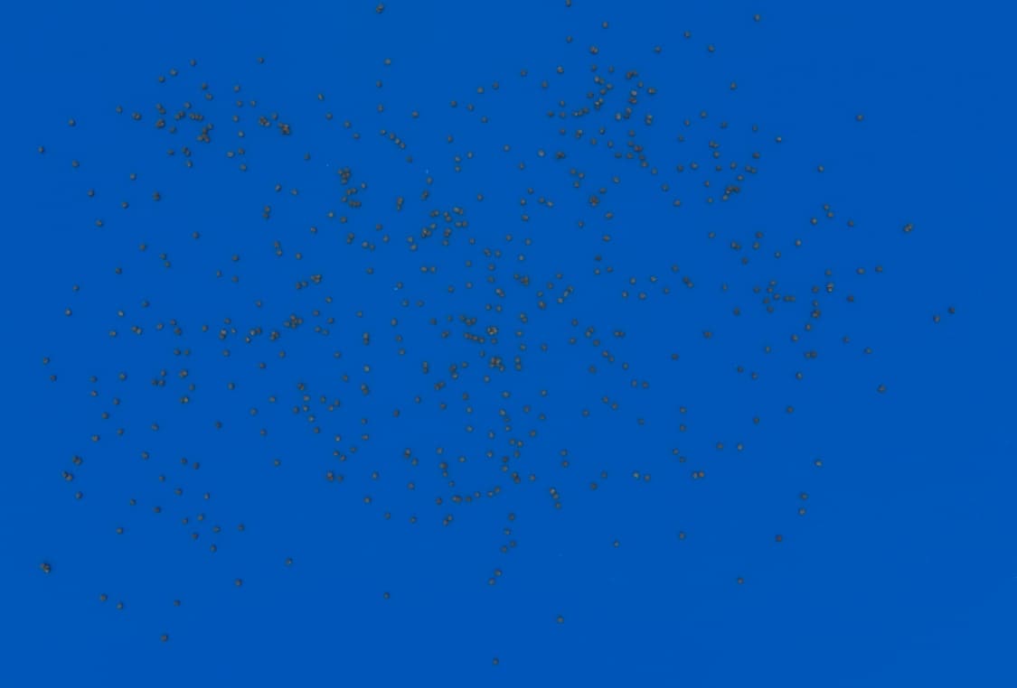 Poppy Seed Phenotyping preview