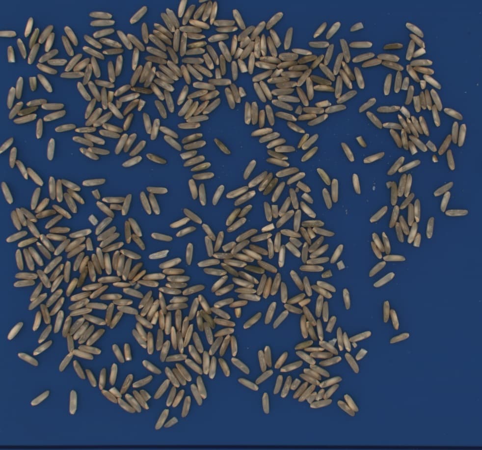 Mixed Rice Ratio Analysis: Basmati, Brown, Red and Wild