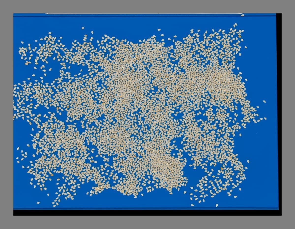 Sesame Bright: Specialized Color & Purity Sorting preview