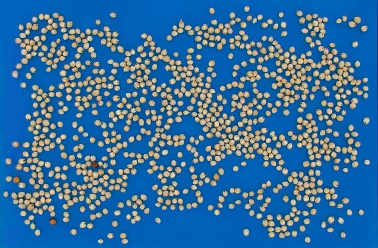 Sorghum Analysis and Grading Using QM3i Analyzer