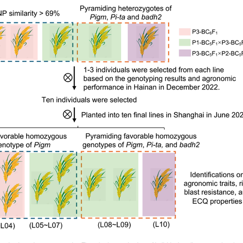Improving panicle blast resistance and fragrance in a high-quality ...